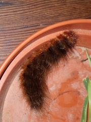Phyllalia patens