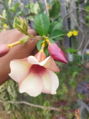 Allamanda