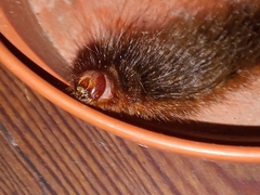 Phyllalia patens