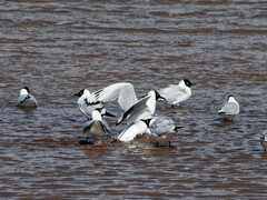 Chroicocephalus serranus
