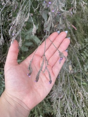 Verbena brasiliensis