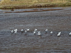 Chroicocephalus serranus