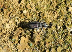 Cicindela duodecimguttata