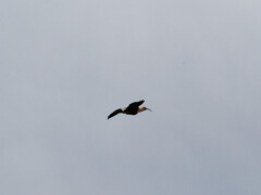 Theristicus melanopis