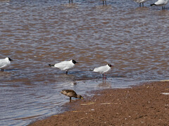 Leucophaeus pipixcan
