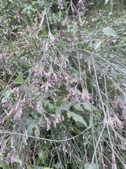 Verbena brasiliensis