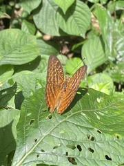 Apectinaria