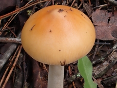 Amanita subnudipes