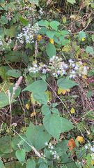 Trachelospermum asiaticum