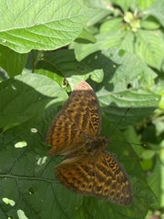 Apectinaria