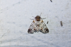 Harrisimemna trisignata