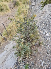 Berberis grevilleana