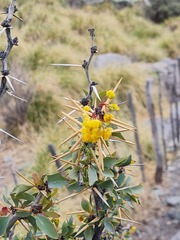 Berberis grevilleana