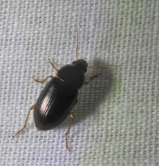 Notiobia terminata