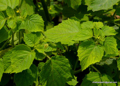 Physalis minima