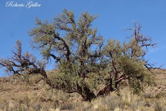 Polylepis tomentella