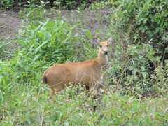 Blastocerus dichotomus