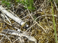 Chorthippus albomarginatus