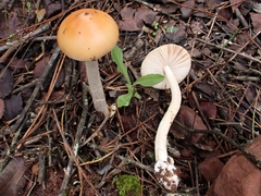 Amanita subnudipes