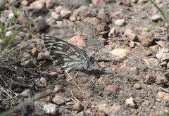 Melanargia occitanica