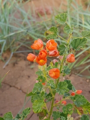 Sphaeralcea parvifolia