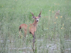 Blastocerus dichotomus
