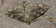 Deileptenia ribeata