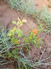 Sphaeralcea parvifolia