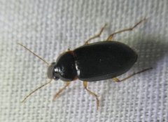 Notiobia terminata