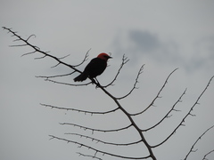 Amblyramphus holosericeus