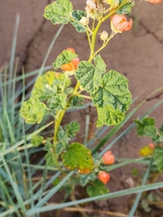 Sphaeralcea parvifolia
