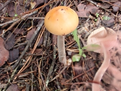 Amanita subnudipes