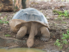 Chelonoidis niger porteri