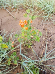 Sphaeralcea parvifolia