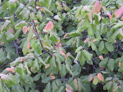 Prunus mexicana