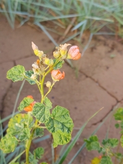 Sphaeralcea parvifolia