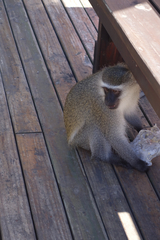 Chlorocebus pygerythrus pygerythrus