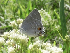 Thereus cithonius