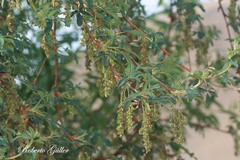 Polylepis tomentella