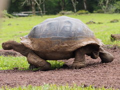 Chelonoidis niger porteri