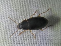 Notiobia terminata