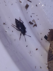 Scaphium immaculatum