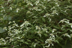Pycnanthemum albescens