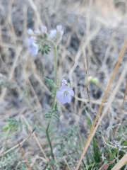 Phacelia distans
