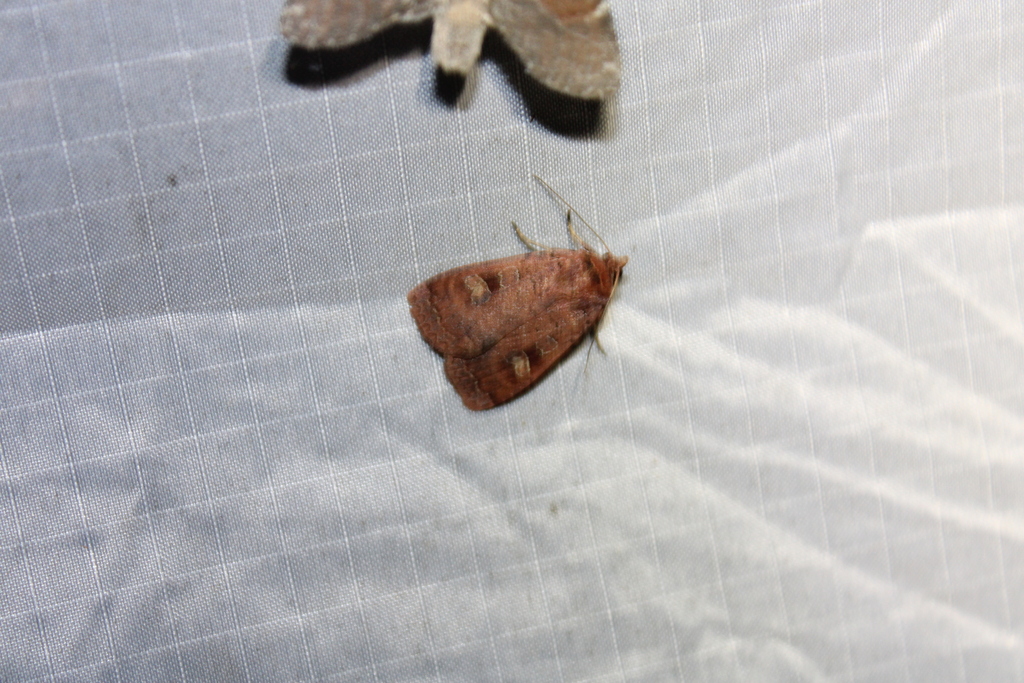 Red Dart