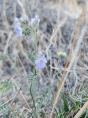 Phacelia distans