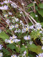 Symphyotrichinae