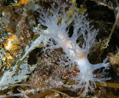 Dendronotus lacteus