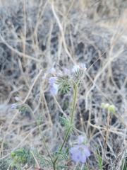 Phacelia distans