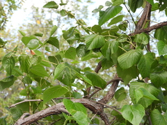 Ampelopsis cordata